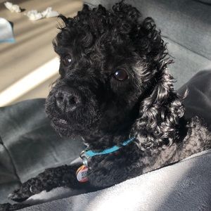 Meet your Posher, Kimone